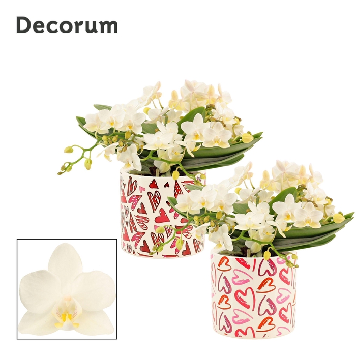 <h4>Phalaenopsis Table Whitney 4+ tak in Julia (Deco-collection)</h4>