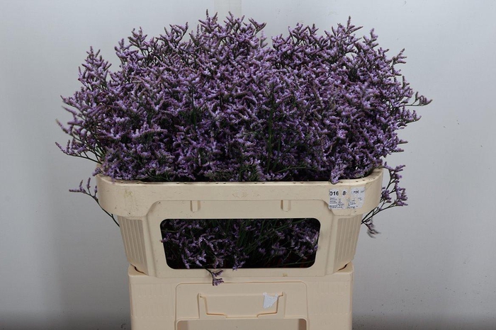 <h4>Lim Saf Lilac 70/35</h4>