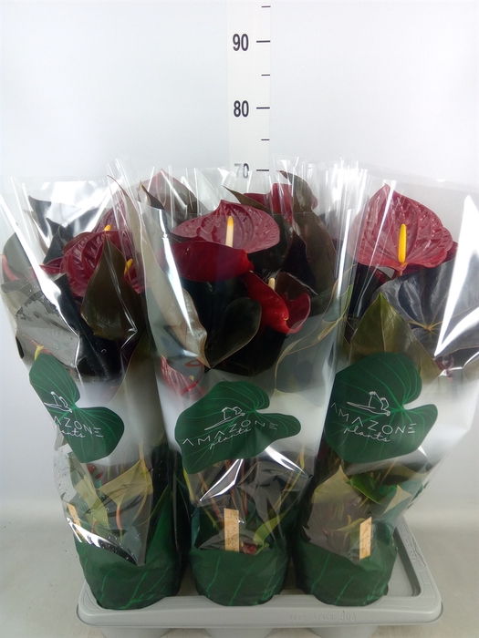 <h4>Anthurium andr. 'Delicata'</h4>