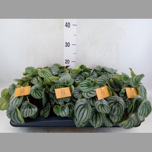 Peperomia argyreia