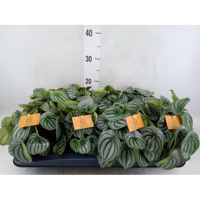 <h4>Peperomia argyreia</h4>