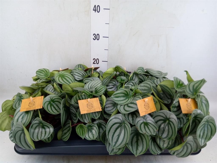 <h4>Peperomia argyreia</h4>