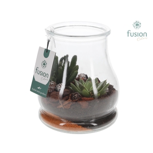 Glas Druppel met Succulenten