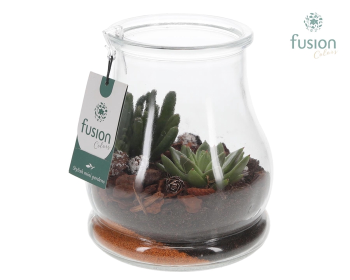<h4>Glas Druppel met Succulenten</h4>