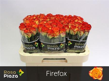 <h4>R Gr Firefox</h4>