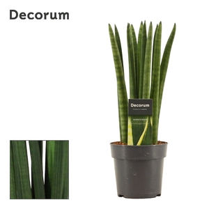 Sansevieria Cylindrica 12 cm Straight (Decorum)