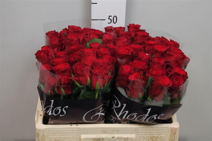 <h4>R Gr Rhodos</h4>