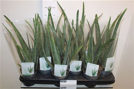 <h4>Aloe Vera</h4>