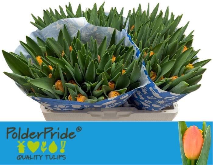 <h4>TU FR OGENE</h4>