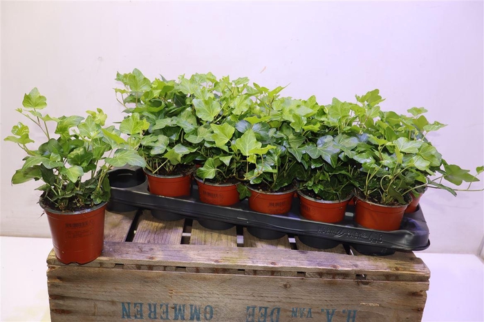 <h4>arr8 Hed He Wonder</h4>