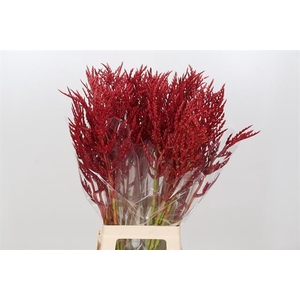 BROMELIABLOEM