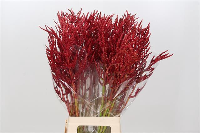 BROMELIABLOEM