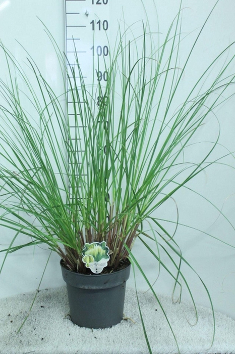 <h4>Cortaderia selloana Pumila</h4>