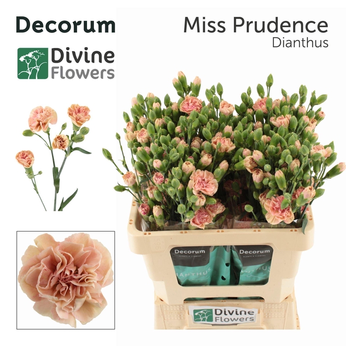 <h4>Dianthus TR 'Miss Prudence'</h4>