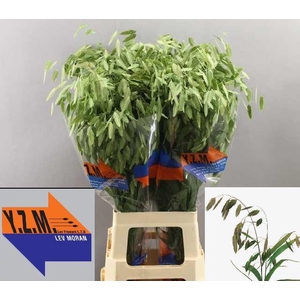 CHASM LATIFOLIUM 