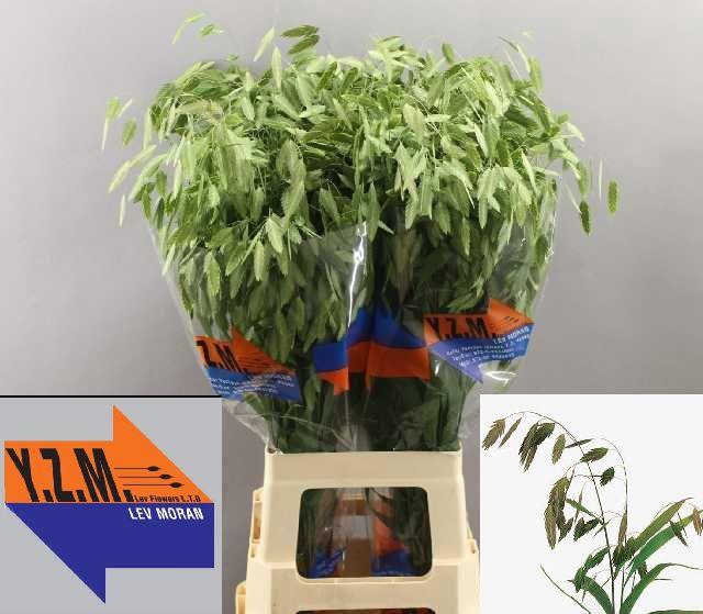 CHASM LATIFOLIUM 