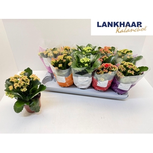 KAL GE PERF GEM 5 KL