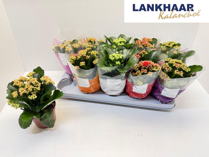 <h4>KAL GE PERF GEM 5 KL</h4>