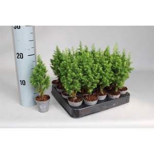 CHAMAECYPARIS THYOIDES ALPICA P5,5