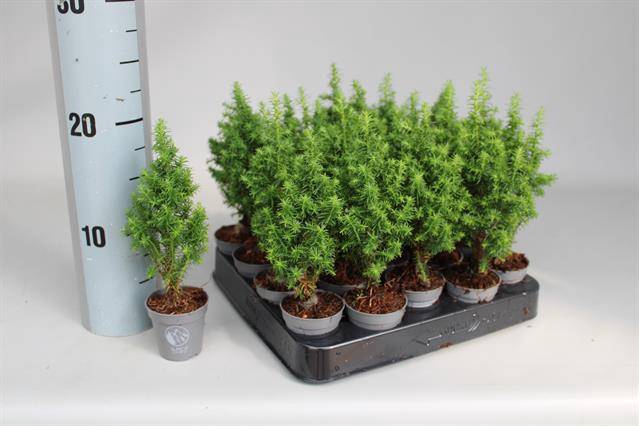 <h4>CHAMAECYPARIS THYOIDES ALPICA P5,5</h4>