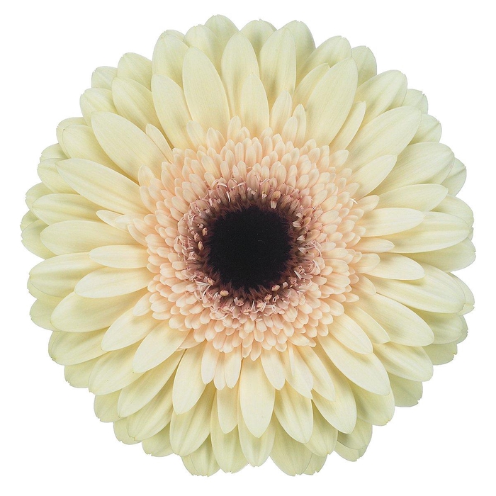 <h4>Gerbera aquabox eclair</h4>