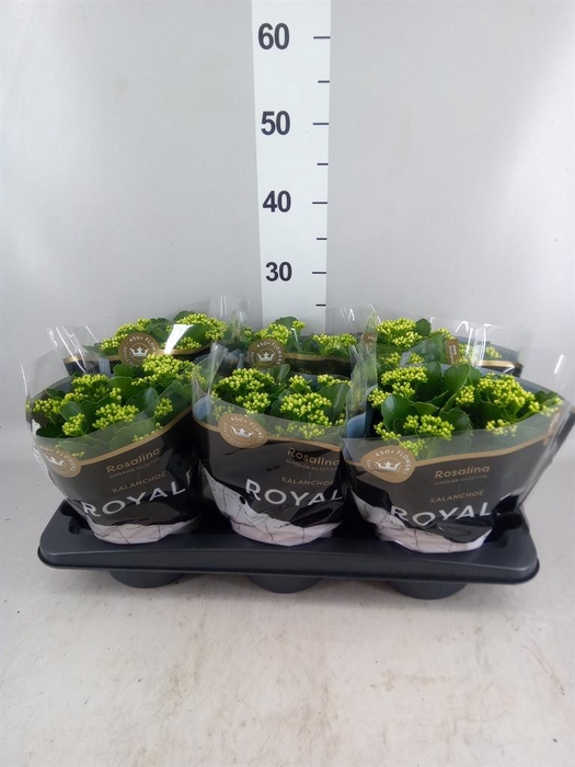 <h4>Kalanchoe blos. 'RosDon Dione'</h4>