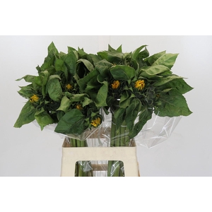 Helianthus Orange Fire