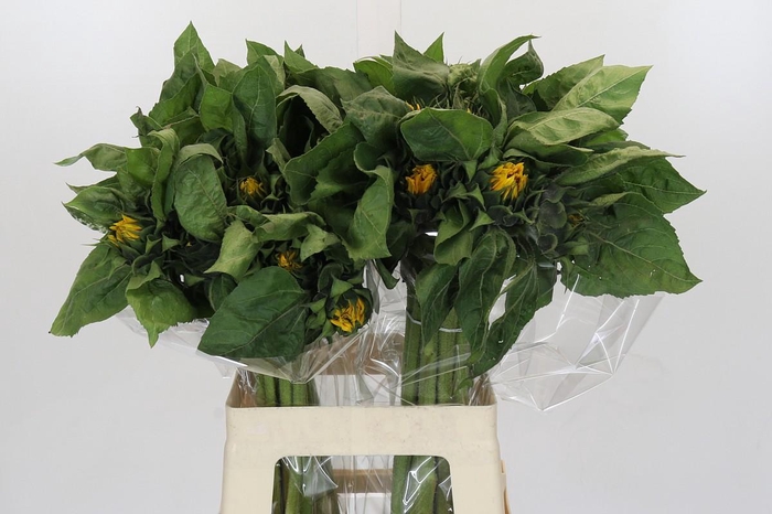 Helianthus Orange Fire