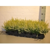 Calluna Beauty Ladies yellow