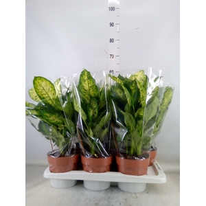 Dieffenbachia  'Compacta'