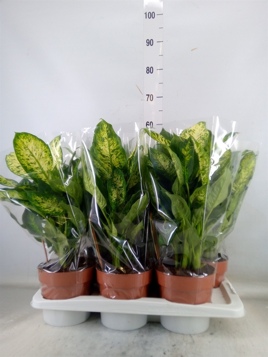 <h4>Dieffenbachia  'Compacta'</h4>
