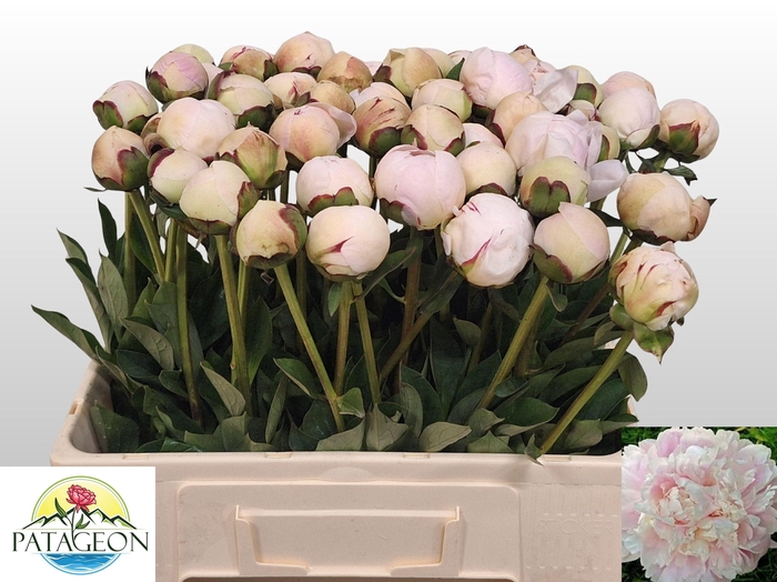 <h4>Paeo L Odile</h4>