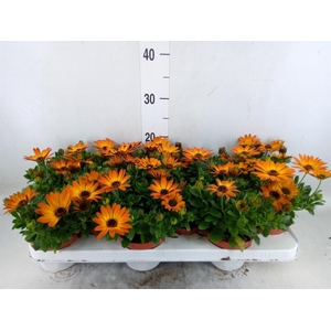 Osteospermum  'Summer Daisys Alex'