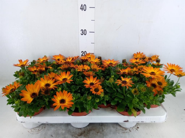 <h4>Osteospermum 'Summer Daisys Alex'</h4>