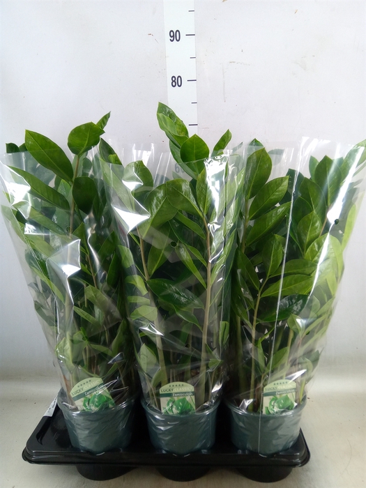 <h4>Zamioculcas zamiifolia</h4>