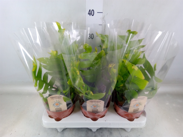 <h4>Epiphyllum   ...</h4>