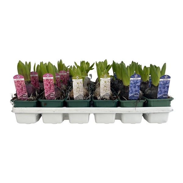 <h4>Hyacinthus orientalis gemengd 3 kleuren</h4>