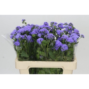 Ageratum Blue Planet