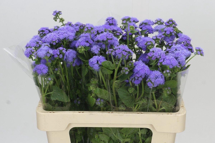 <h4>Ageratum Blue Planet</h4>
