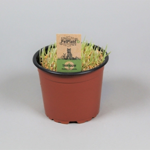 Triticum. Kattegras PetPlant