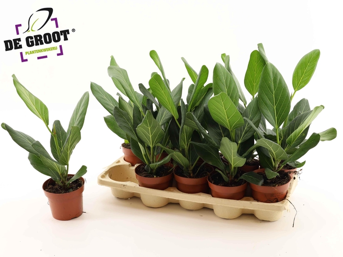 <h4>FICUS BENG AUDREY</h4>