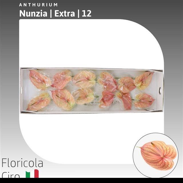 <h4>ANTH A NUNZIA</h4>