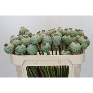 Papaver Zaaddoos