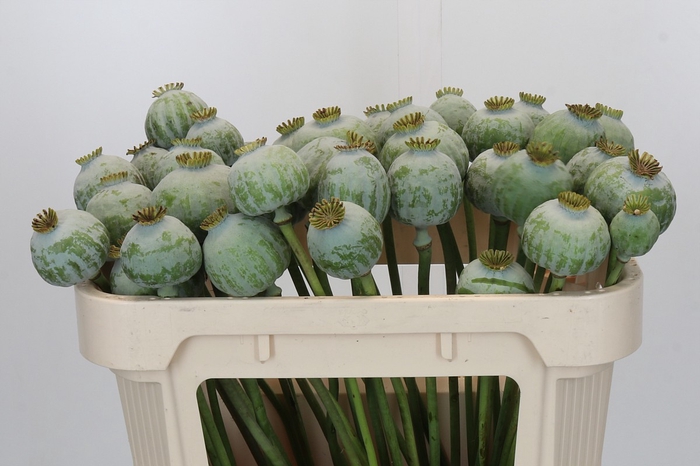 <h4>Papaver Zaaddoos</h4>