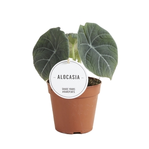 Alocasia