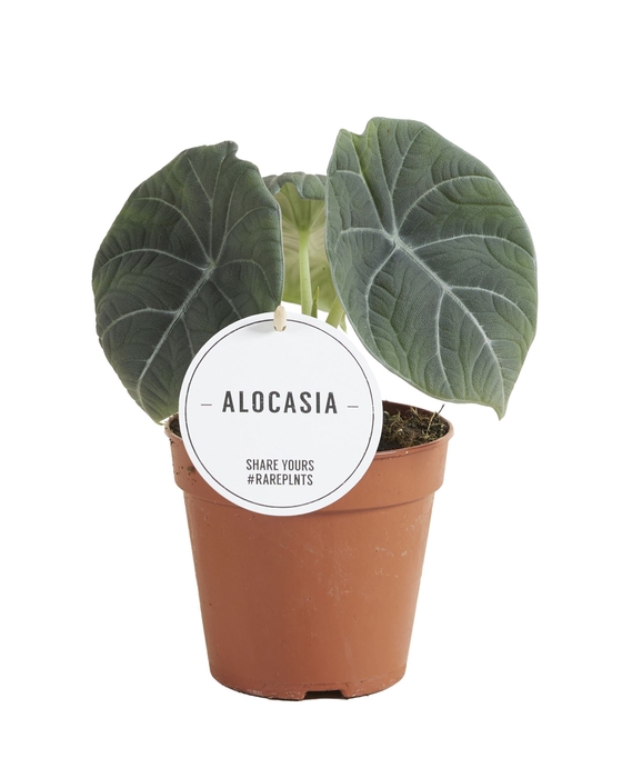 <h4>Alocasia</h4>