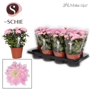 Chrysanne Make-Upz Pink