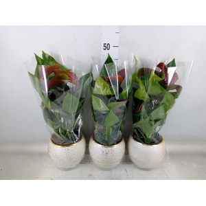 Anthurium andr. 'Essencia'
