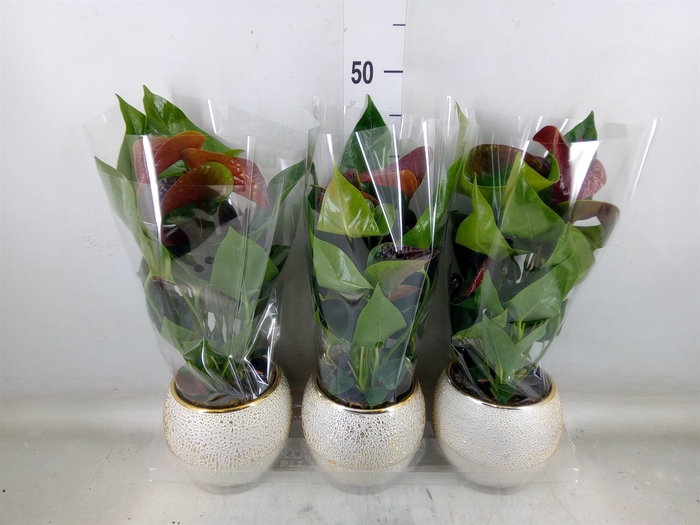 <h4>Anthurium andr. 'Essencia'</h4>