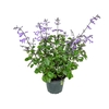 PLECTRANTHUS P14